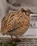 Miniatura para Coturnix japonica