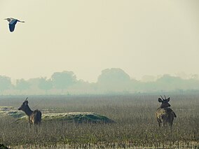 Национальный парк Кеоладео Гана, Бхаратпур, Раджастан, Индия.jpg