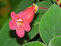 Květ Kohleria sp.