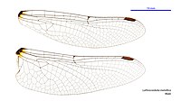 Male wings