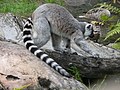 Ring-tailed lemur (Lemur catta)