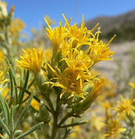 Lepidospartum latisquamum