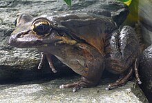 Leptodactylus fallax (1) .jpg