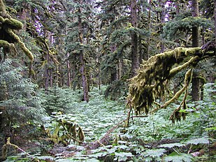 Spruce Island, Icon Bay, Alaska