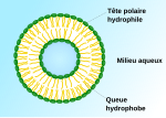 Vignette pour Liposome