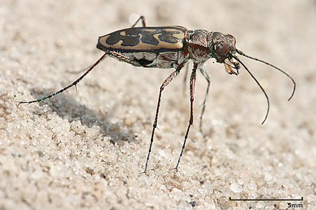 Tiger beetle, by Muhammad Mahdi Karim