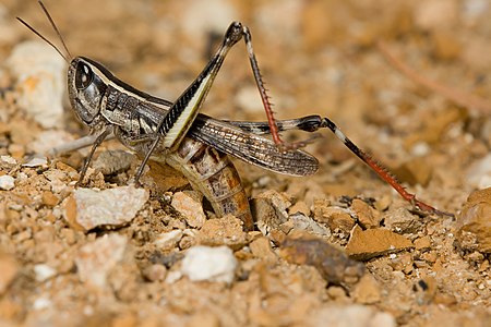 Macrotona australis, by JJ Harrison