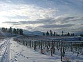 St Hubertus Vineyard in winter