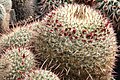 Mammillaria guerreronis