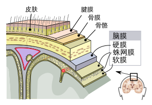 Meninges-zh-hans.svg