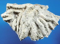 Microphyllia soemmeringii