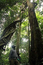 Vignette pour Réserve de biosphère de Yangambi