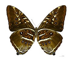 Morpho hecuba hecuba MHNT ventre.jpg