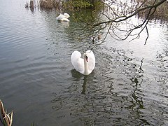 Mute swans,Brasside pond - geograph.org.uk - 790159.jpg