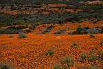 Miniatura para Parque nacional Namaqua