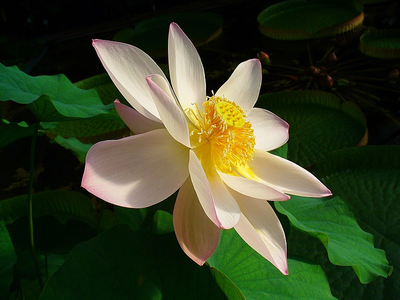 National Flower of India- the Lotus