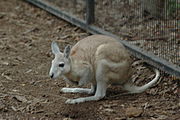 Brown wallaby