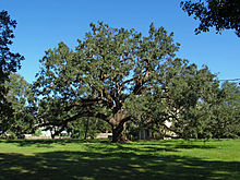 A specimen at the former Protestant Children's Home in Mobile, Alabama. It has a trunk circumference of 7.0 m (23 ft), height of 19 m (63 ft) and limb spread of 43 m (141 ft). Oak at the Protestant Children's Home Sept 2012.jpg