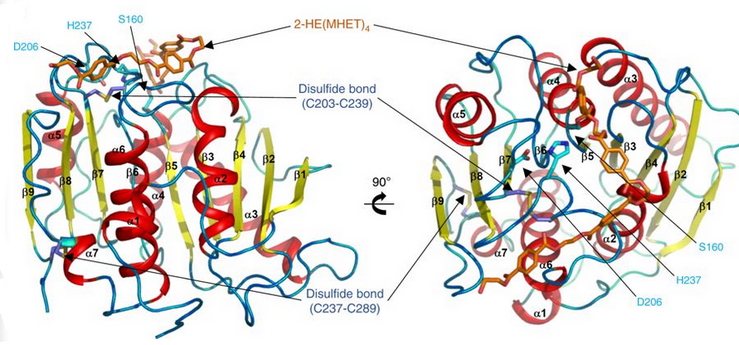 Diagram PETázy se třemi zbytky Ser160, Asp206 a His237. Katalytická triáda je znázorněna světle modře. Aktivní místo je znázorněno oranžově, což naznačuje stimulaci molekulou 2-HE(MHET)4.[9]