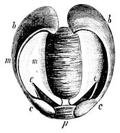 PSM V13 D423 Teredo valve muscles.jpg