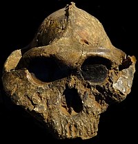 Paranthropus-boisei-Nairobi.JPG