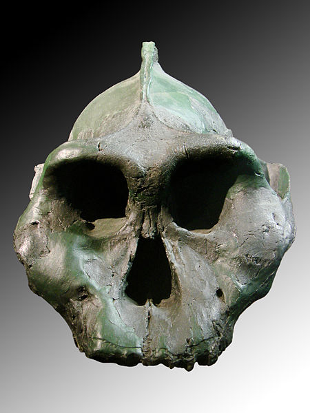 파일:Paranthropus aethiopicus face (University of Zurich).JPG
