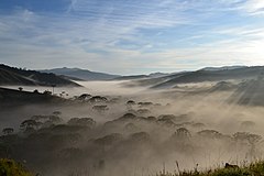 Nebel im Araukarienwald