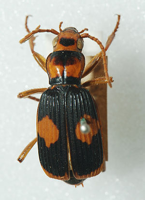 Australian Bombardier Beetle (Pheropsophus ver...