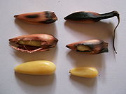 versch. Araukariensamen (Kerne) (Araucaria bidwillii, Araucaria araucana, Araucaria angustifolia, Araucaria heterophylla u. a.)