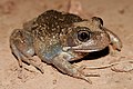 Östlicher Banjo-Frosch (Limnodynastes dumerilii)