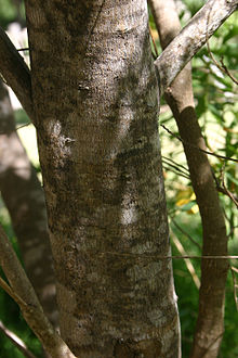Полигала myrtifolia00.jpg