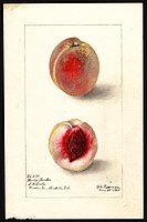 Image of the World Beater variety of peaches (scientific name: Prunus persica), with this specimen originating in Woodside, Kent County, Delaware, United States (1905)