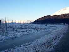 A winter scene of a "ghost forest" that was killed and preserved by salt water along with ruined buildings at the site of the former town of Portage, 2011 Portagetoday.JPG