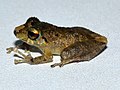 Miniatura para Pristimantis viejas