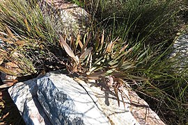 Protea tenax
