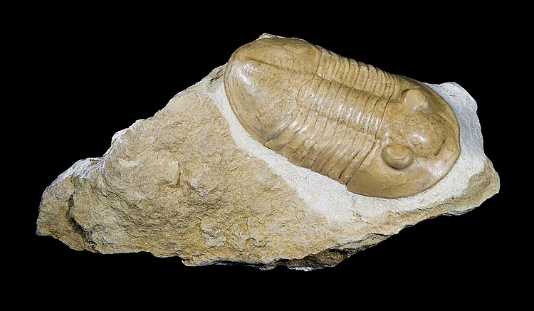 Окаменелость трилобита Pseudoasaphus praecurrens. Палеозой (468—460 млн лет назад). Найдена на реке Копорка, окрестности Санкт-Петербурга.