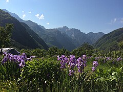 Den endemiske Tulipa albanica i parken