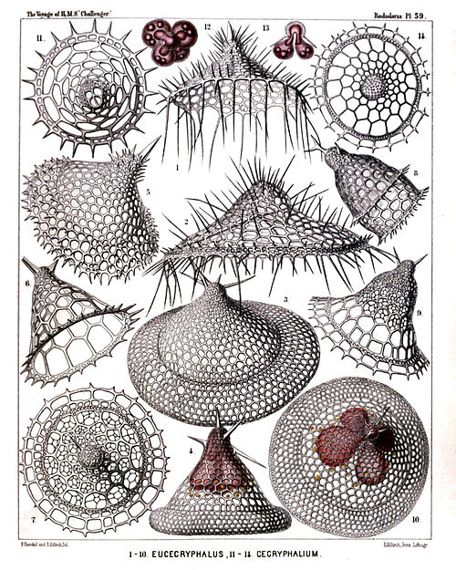 Plate 59.