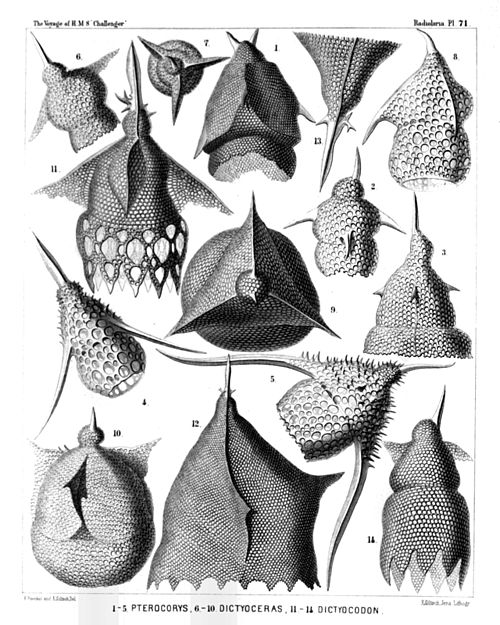 Plate 71.