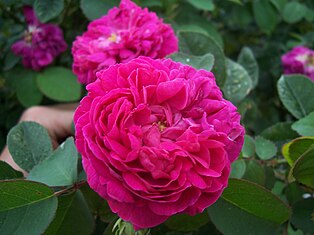 'Rose de Resht'