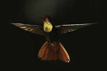 Ruby-topaz hummingbird (Chrysolampis mosquitus) male in flight.jpg