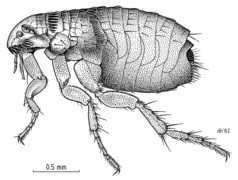 Cat flea