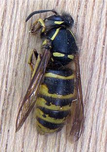 Saksische wesp (Dolichovespula saxonica).jpg