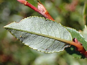 Feuille - verso