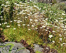 Rasen-Steinbrech (Saxifraga rosacea)