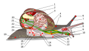 Miniatura para Hepatopáncreas