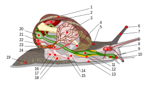 Coupe longitudinale d'un escargot, schéma montrant les différents organes situés dans la coquille ou dans la partie externe du corps