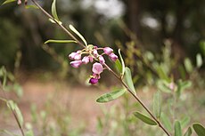 Securidaca longipedunculata