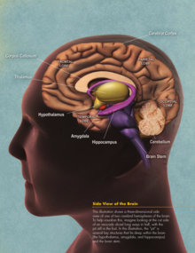 Side view of human brain.