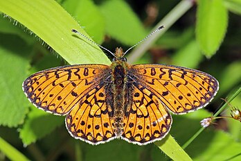 Laranja-dos-charcos (Boloria selene), uma borboleta nativa da Europa, Ásia Setentrional e América do Norte. (definição 3 578 × 2 386)